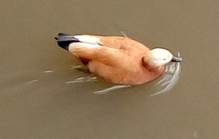 Tadorna ferruginea