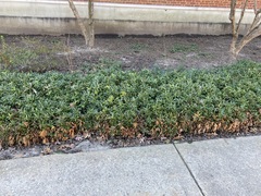 Sarcococca hookeriana