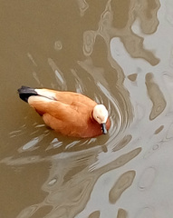 Tadorna ferruginea