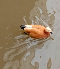 Tadorna ferruginea