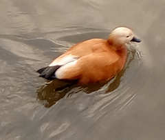 Tadorna ferruginea