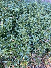 Sarcococca hookeriana