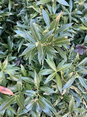 Sarcococca hookeriana