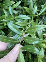 Sarcococca hookeriana