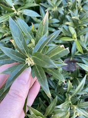 Sarcococca hookeriana