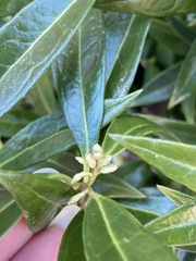 Sarcococca hookeriana