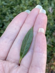 Sarcococca hookeriana