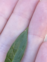 Sarcococca hookeriana