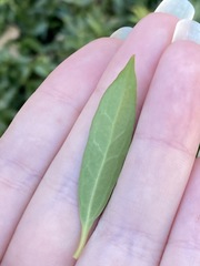 Sarcococca hookeriana