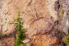 Philodromus