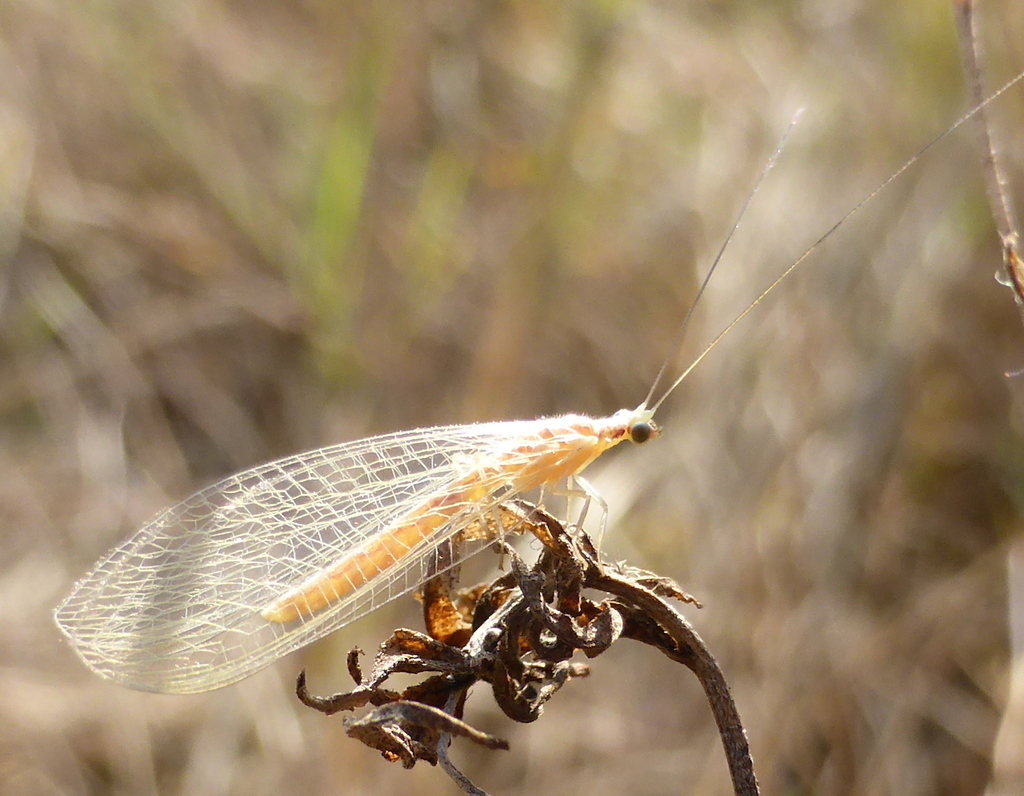 Chrysoperla congrua