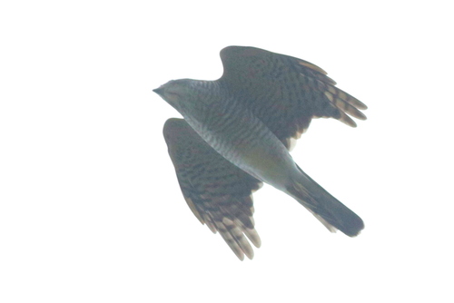 Gavilán Japonés (Tachyspiza gularis)