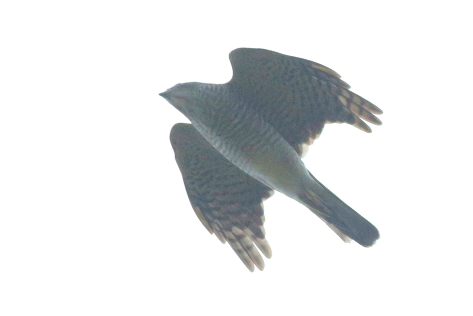 Japanese Sparrowhawk illustration