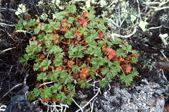 Potentilla elegans