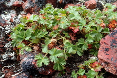Potentilla elegans