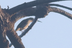 Arachnothera modesta