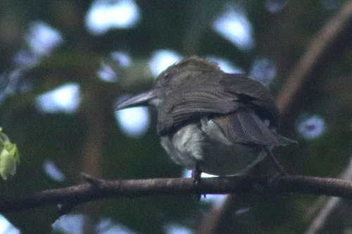 Streaked Bulbul (Ixos malaccensis), photo 4