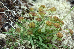 Bupleurum triradiatum