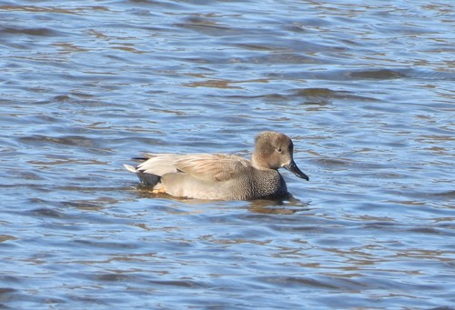 Ánade friso (Mareca strepera)