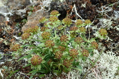 Bupleurum triradiatum