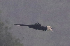 Anthracoceros malayanus