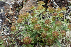 Bupleurum triradiatum