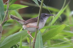 Prinia rufescens