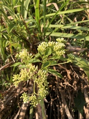 Microglossa pyrifolia