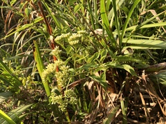 Microglossa pyrifolia