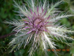 Cirsium obvallatum