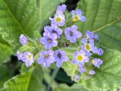 Heliotropium nicotianifolium