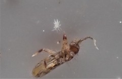 Parasitiformes