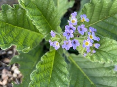 Heliotropium nicotianifolium