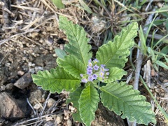 Heliotropium nicotianifolium