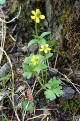 Ranunculus pygmaeus