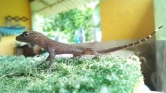 Gymnodactylus darwinii