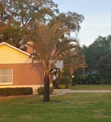 Dypsis decaryi