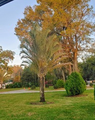 Dypsis decaryi