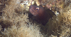 Gymnothorax vicinus