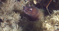 Gymnothorax vicinus