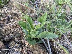 Heliotropium nicotianifolium