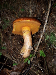 Suillus tridentinus