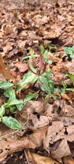 Trillium ludovicianum