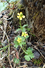Ranunculus pygmaeus