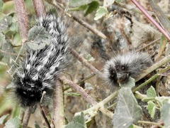 Podalia nigricostata