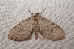 Colostygia multistrigaria