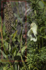 Veronica porphyriana