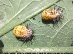 Epilachna paenulata