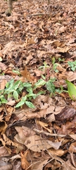 Trillium ludovicianum