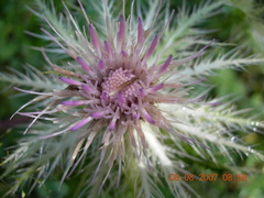 Cirsium obvallatum